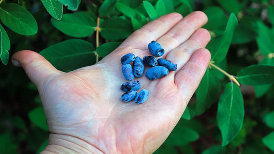 Fight Inflammation with your Diet!