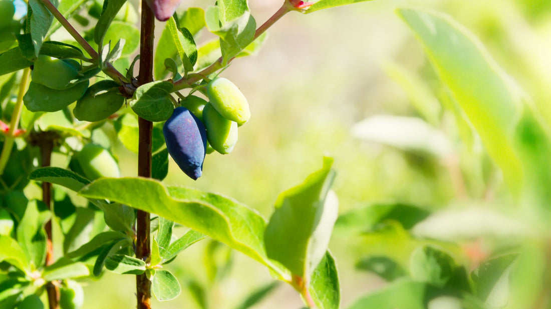 Determination of antioxidant capacity and phenolic content of haskap berries (Lonicera caerulea L.) by attenuated total reflectance-Fourier transformed-infrared spectroscopy