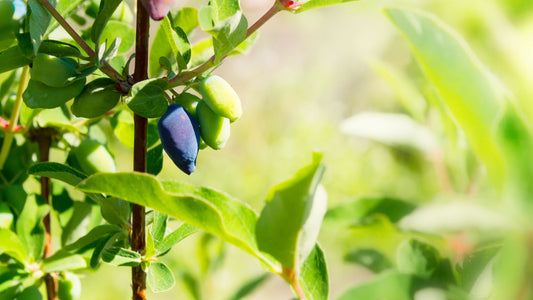 Determination of antioxidant capacity and phenolic content of haskap berries (Lonicera caerulea L.) by attenuated total reflectance-Fourier transformed-infrared spectroscopy