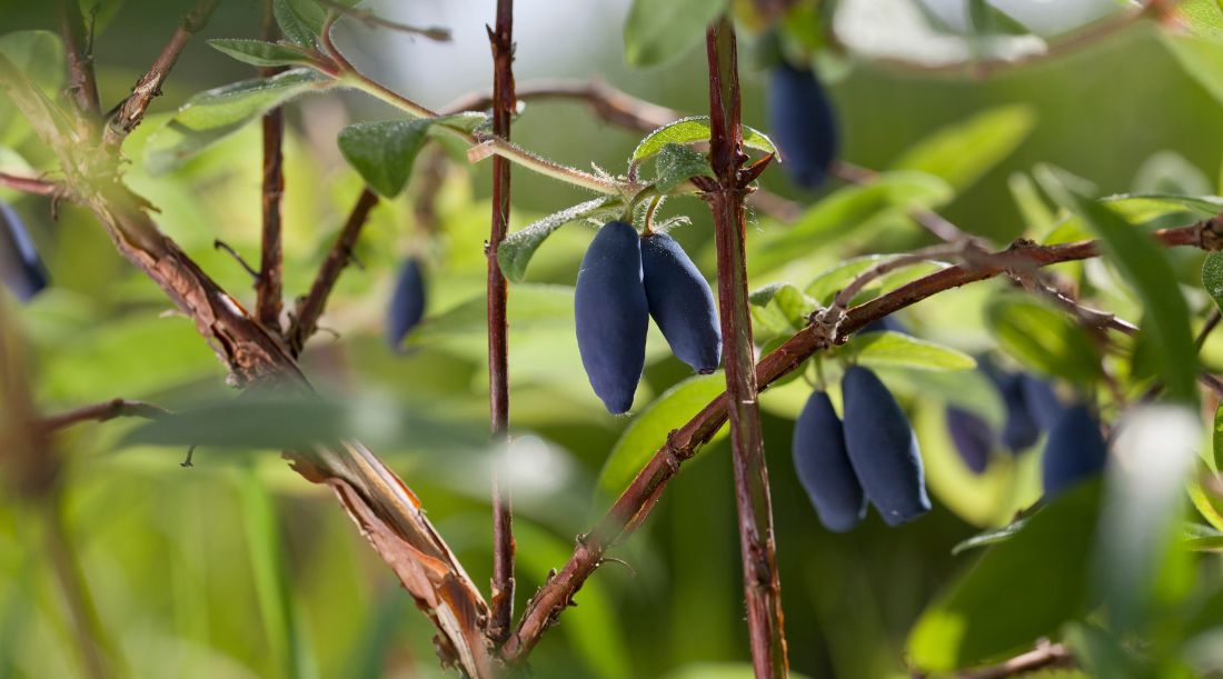 Ancient Haskap Berries Making a Modern Comeback