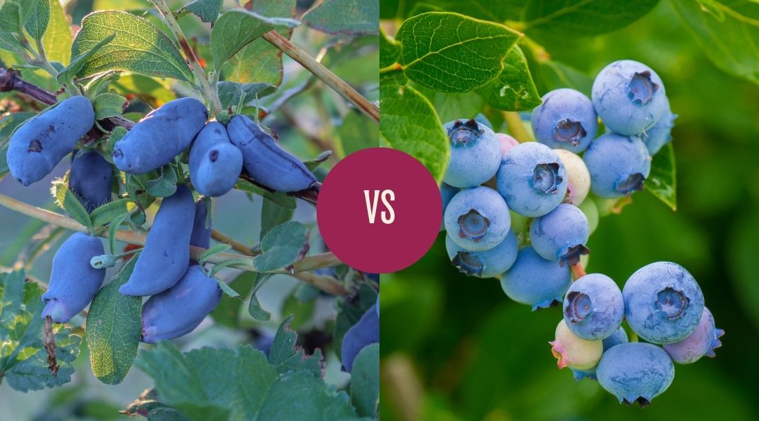 Haskap Berries vs. Blueberries: Which Superfruit Comes Out on Top?