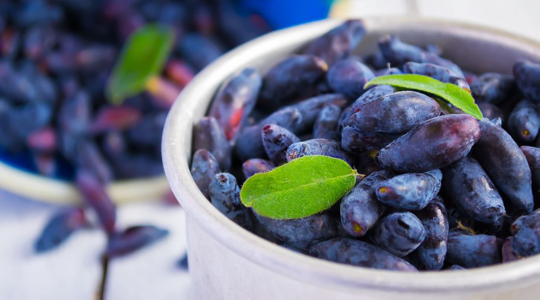 How Haskap Berries Support Immune Health (And Other Surprising Benefits)