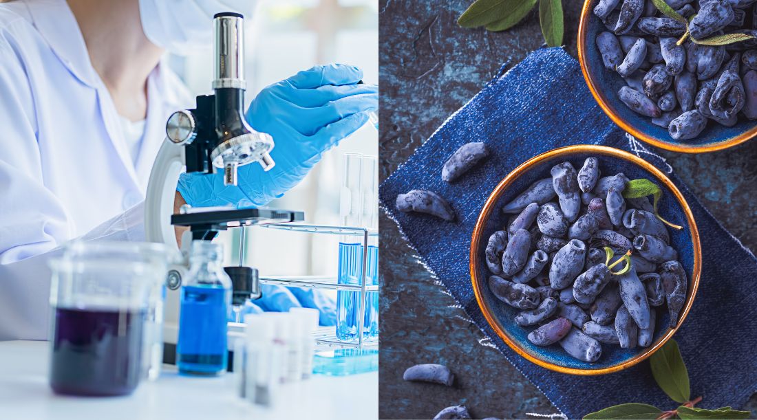 The Science Behind Haskap Berries: Why They’re One of the World’s Most Powerful Superfoods