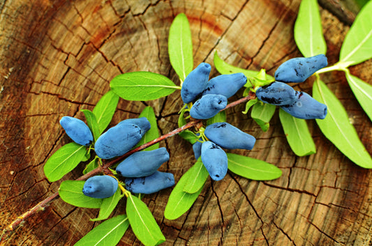 Top 3 Benefits of Haskap Berries