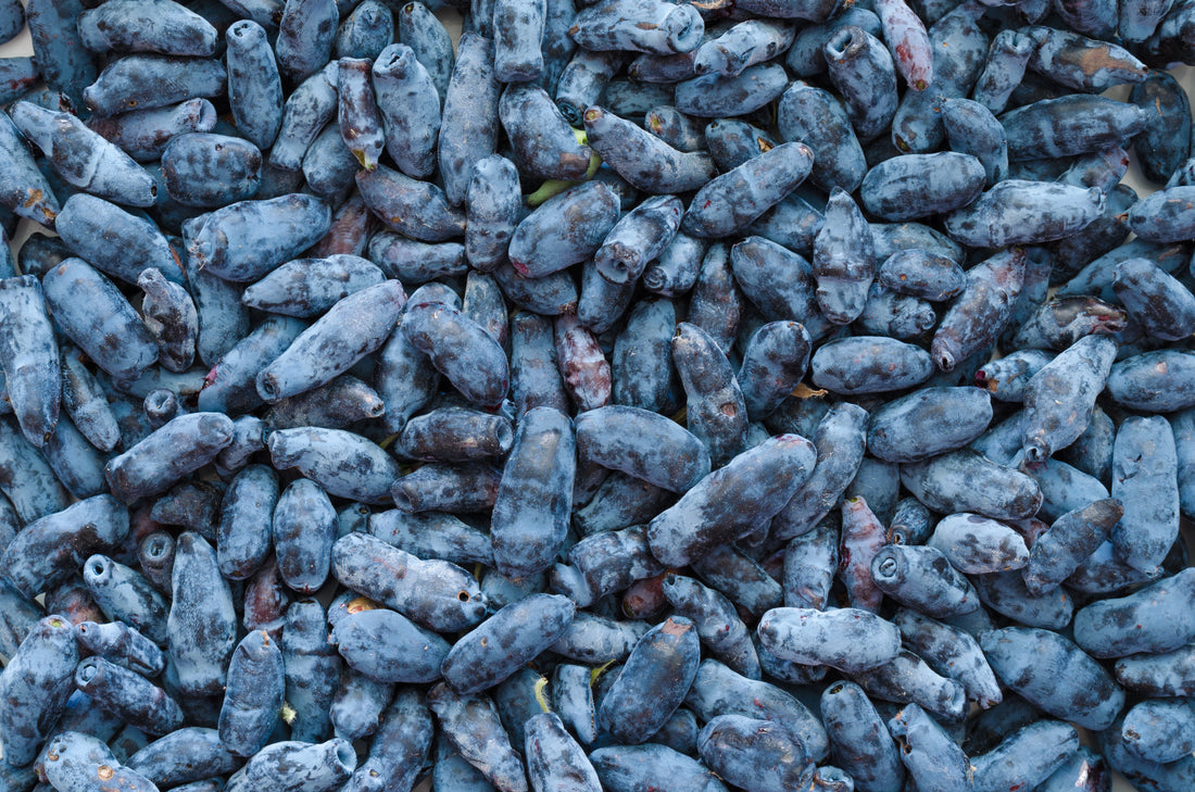 Haskap 101: What Is a Haskap Berry?