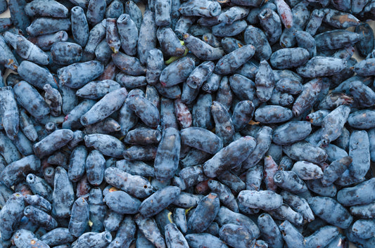 Haskap 101: What Is a Haskap Berry?