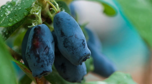 6 Health Benefits of Haskap Berries (And why you should try them)