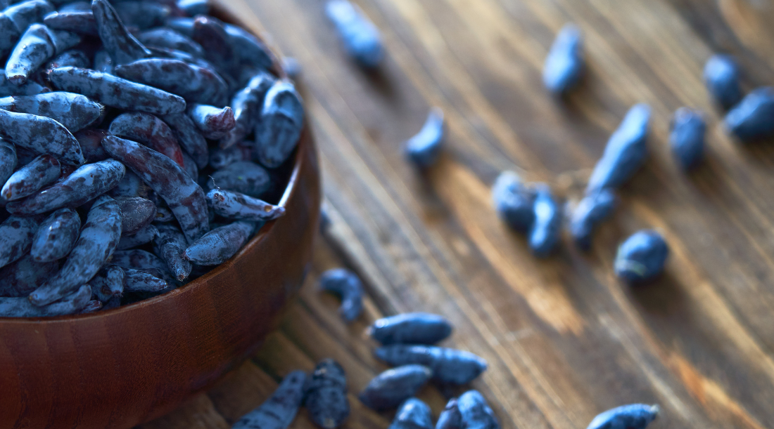 Where to Buy Haskap Berry Products in Alberta (and across Canada!)