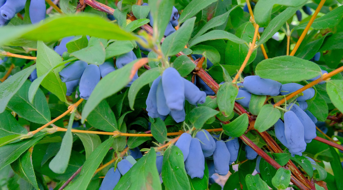 Berries with benefits: Are haskap berries the next superfruit?