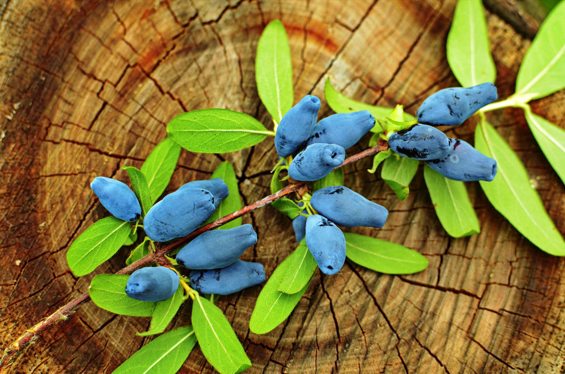 Top 3 Benefits of Haskap Berries