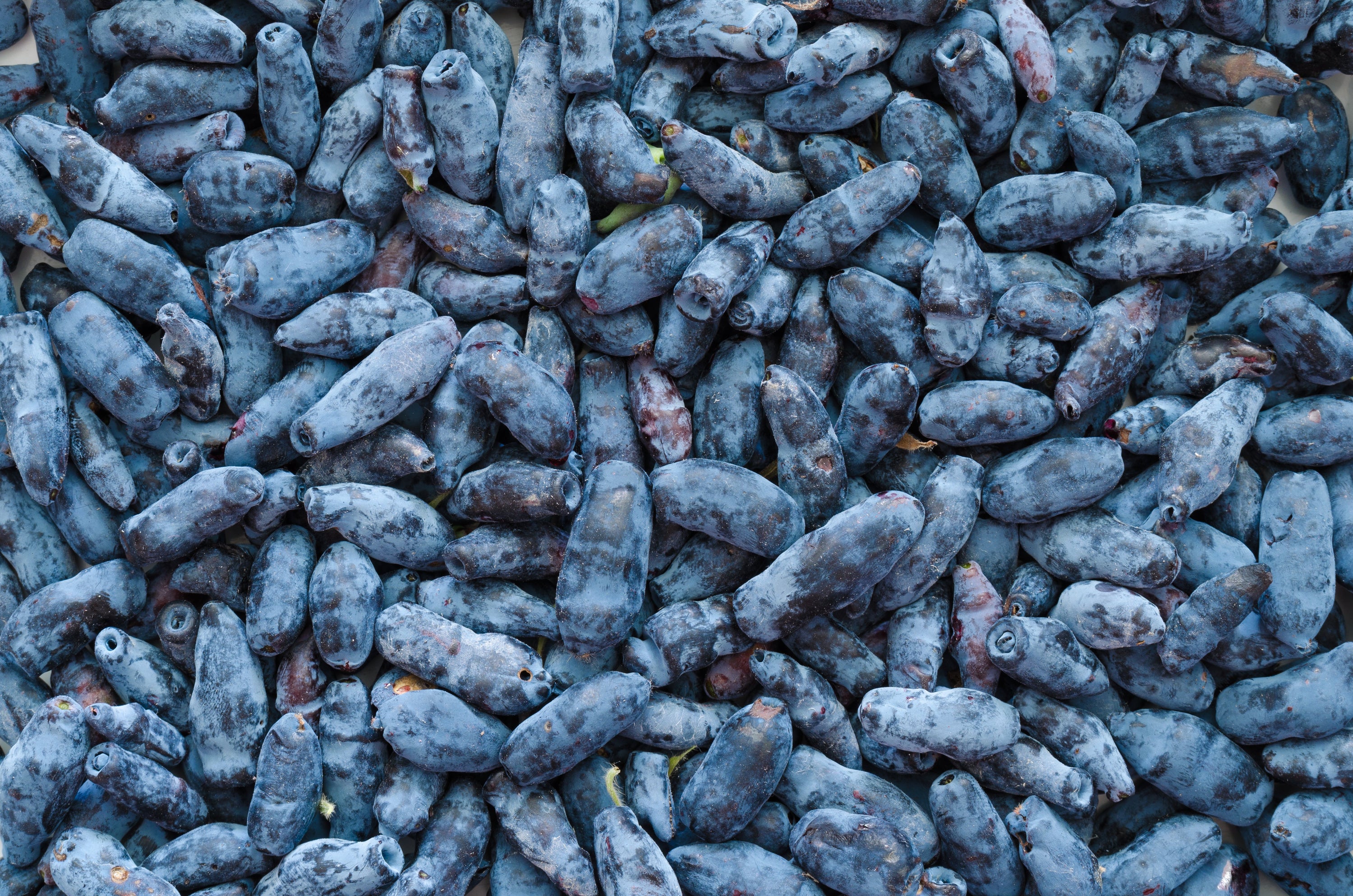 Haskap 101 What Is a Haskap Berry? haskalife™