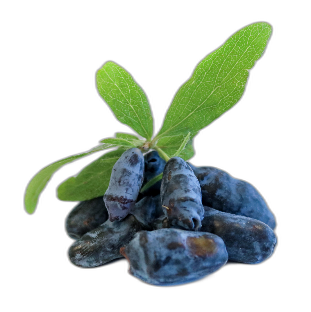 Haskap Berry Products with WholeBody Benefits Haskalife haskalife™