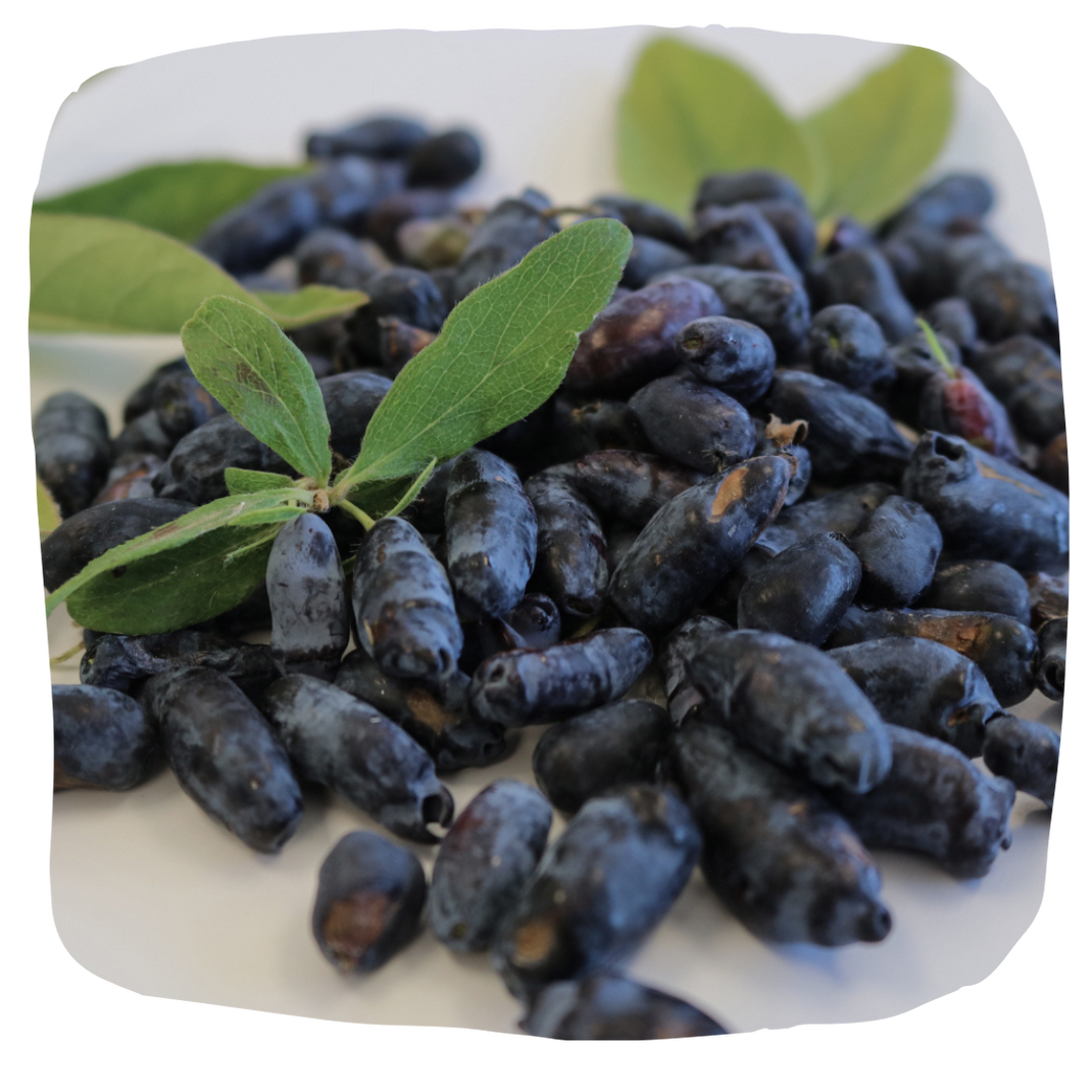 HealthBoosting Benefits of Haskap Berry Products Haskalife haskalife™