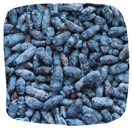 Haskap Berry Juice Shots Packed with Key Nutrients Haskalife