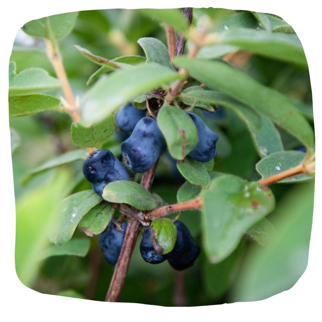 HealthBoosting Benefits of Haskap Berry Products Haskalife haskalife™